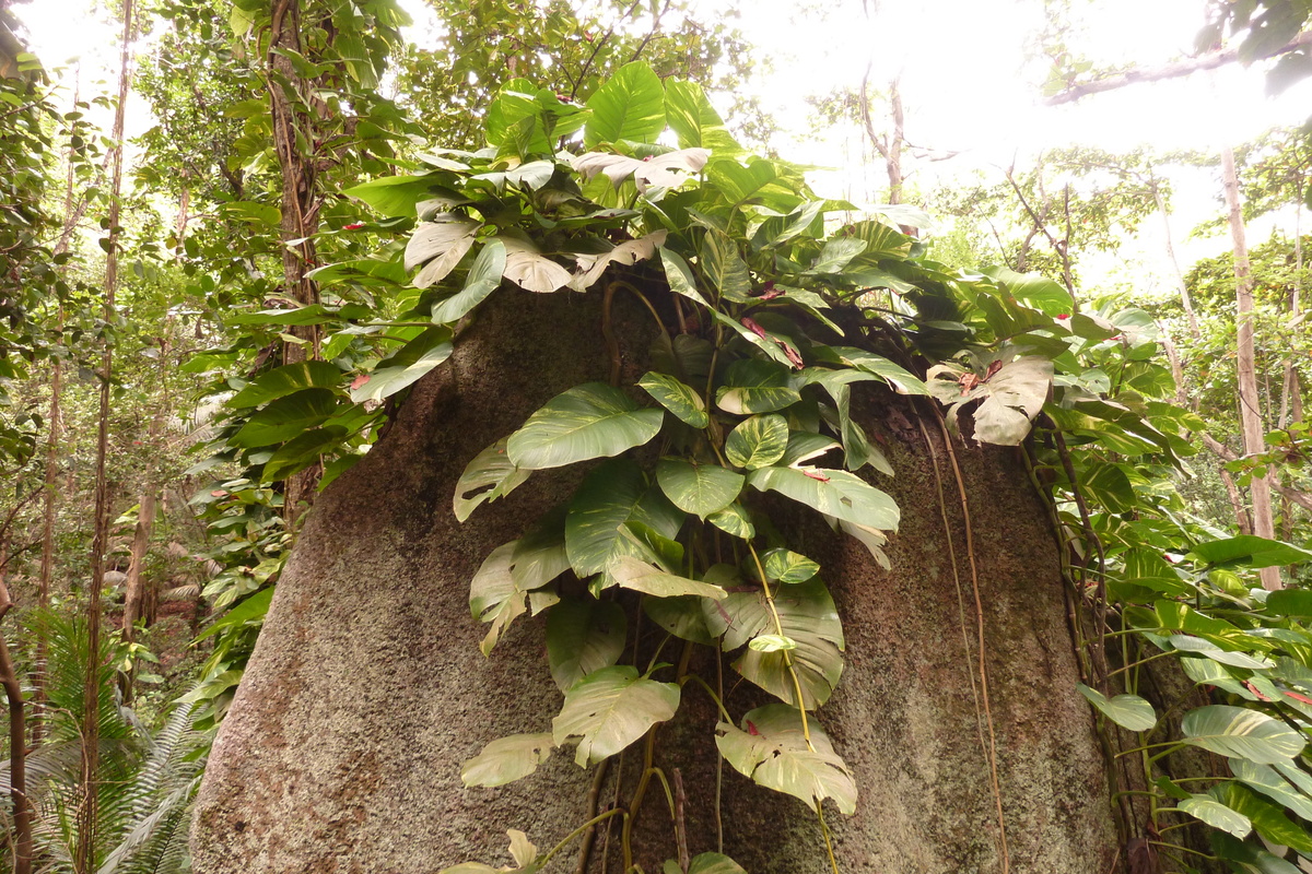 Photo Seychelles La Digue 2011-10 88
