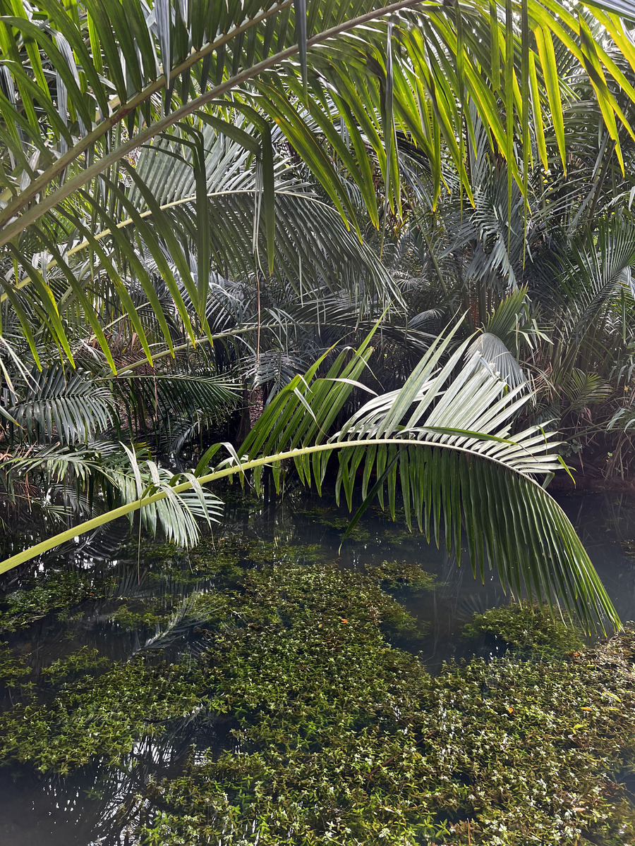 Photo Singapour Jardins botaniques de Singapore 2023-01 108