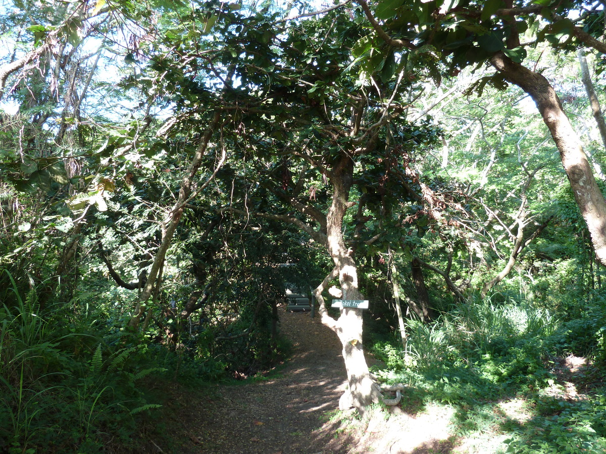 Photo Îles Fidji Parc des dunes de Sigatoka 2010-05 17