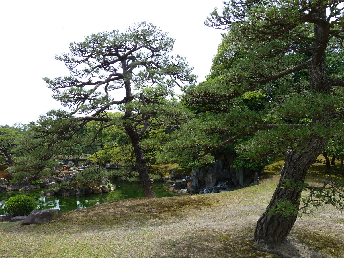 Photo Japon Kyoto Château Nijo Jardin Ninomaru 2010-06 25