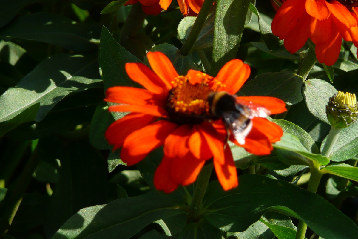 Photo France Paris Jardin des Plantes 2007-08 7