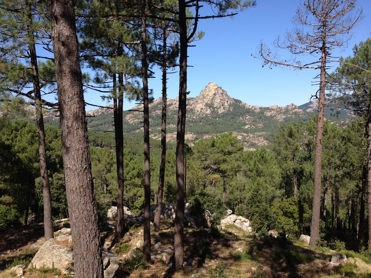 Photo France Corse Forêt de l'Ospedale 2012-09 32