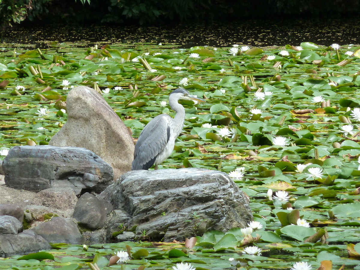 Photo Japon Kyoto Jardin Shosei en 2010-06 40