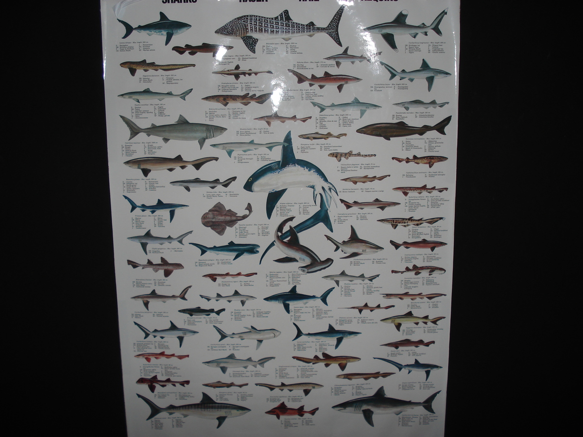 Photo France Le Croisic 2006-08 18