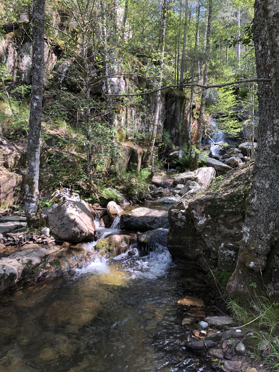 Photo France Corse Forêt d'Aïtone 2021-06 22