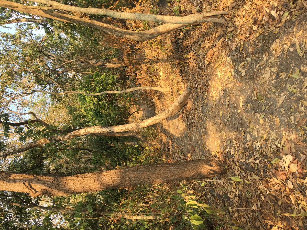 Photo Thaïlande Parc Si satchanalai 2014-12 167