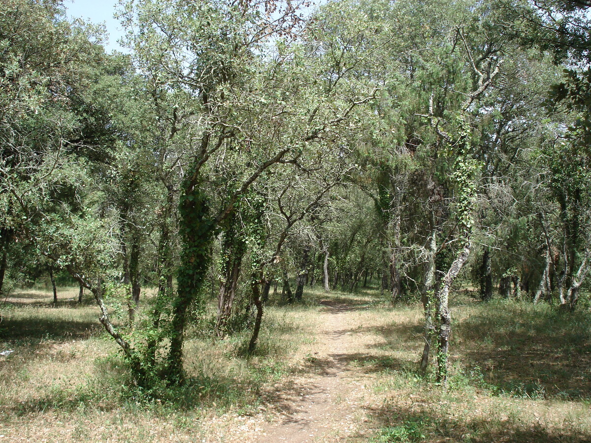 Photo France Sommières 2006-06 116