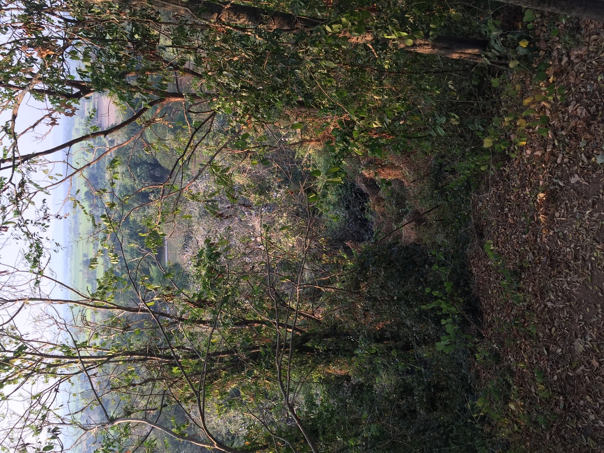 Photo Thaïlande Parc Si satchanalai 2014-12 91