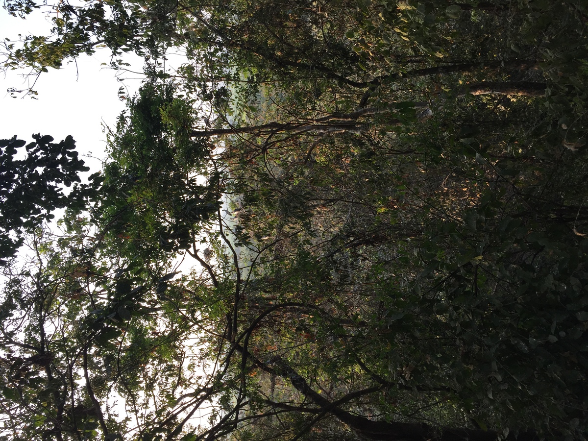 Photo Thaïlande Parc Si satchanalai 2014-12 89