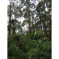 Photo Costa Rica Limon à Siquirres 2015-03 22