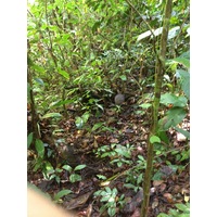 Photo Costa Rica Parc Manuel Antonio 2015-03 237
