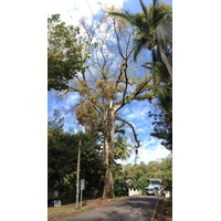 Photo Costa Rica Parc Manuel Antonio 2015-03 506