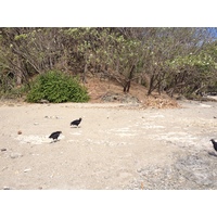 Photo Costa Rica Montezuma 2015-03 264
