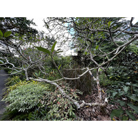 Photo Singapour Jardins botaniques de Singapore 2023-01 58