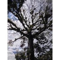 Photo Costa Rica 2015-03 87