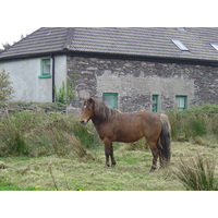 Photo Irlande Kerry Parknasilla 2004-05 23