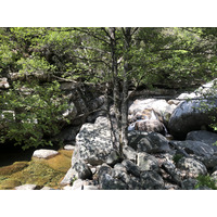 Photo France Corse Forêt d'Aïtone 2021-06 51