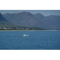 Photo Afrique du Sud Harmanus 2008-09 173