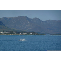 Photo Afrique du Sud Harmanus 2008-09 136