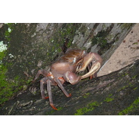 Photo Seychelles Curieuse 2011-10 31