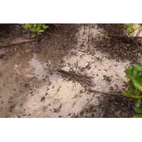 Photo Seychelles Curieuse 2011-10 35
