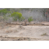 Photo Afrique du Sud Parc National Kruger Mpondo 2008-09 26