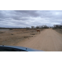 Photo Afrique du Sud Parc National Kruger Mpondo 2008-09 13