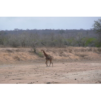 Photo Afrique du Sud Parc National Kruger Mpondo 2008-09 10