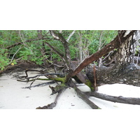 Photo Seychelles Curieuse 2011-10 40