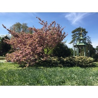 Photo France Paris Bagatelles 2017-04 19