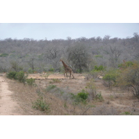 Photo Afrique du Sud Parc National Kruger Mpondo 2008-09 9