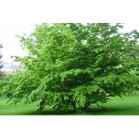 Photo France Paris Jardin du Luxembourg 2007-04 148