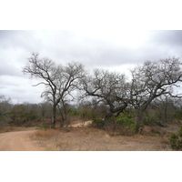Photo Afrique du Sud Parc National Kruger 2008-09 159