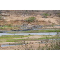 Photo Afrique du Sud Parc National Kruger rivière Crocodile 2008-09 28