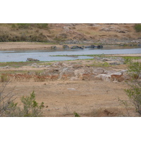 Photo Afrique du Sud Parc National Kruger rivière Crocodile 2008-09 42