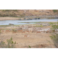 Photo Afrique du Sud Parc National Kruger rivière Crocodile 2008-09 39