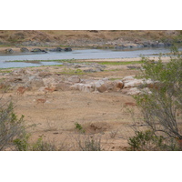 Photo Afrique du Sud Parc National Kruger rivière Crocodile 2008-09 36