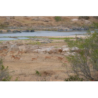 Photo Afrique du Sud Parc National Kruger rivière Crocodile 2008-09 57