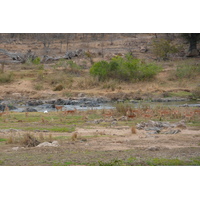 Photo Afrique du Sud Parc National Kruger rivière Crocodile 2008-09 0