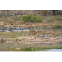 Photo Afrique du Sud Parc National Kruger rivière Crocodile 2008-09 7