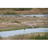 Photo Afrique du Sud Parc National Kruger rivière Crocodile 2008-09 8
