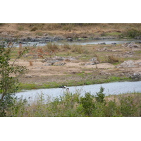 Photo Afrique du Sud Parc National Kruger rivière Crocodile 2008-09 14
