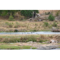 Photo Afrique du Sud Parc National Kruger rivière Crocodile 2008-09 74