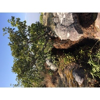 Photo Thaïlande Parc National Phu Hin Rong Kla 2014-12 384