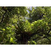 Photo Guadeloupe La Grande Soufrière 2021-02 24