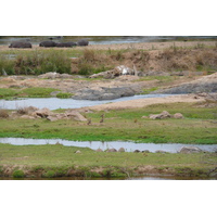 Photo Afrique du Sud Parc National Kruger rivière Crocodile 2008-09 60
