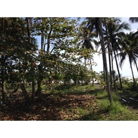 Photo Costa Rica Limon à Siquirres 2015-03 1