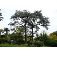 Photo Italie Rome Villa Sciarra 2007-11 27