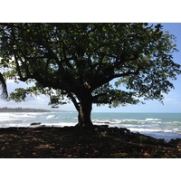Photo Costa Rica Cahuita 2015-03 261