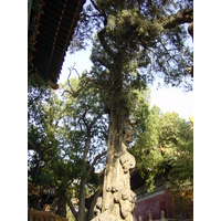 Photo Chine Pékin Cité Interdite 2002-05 128